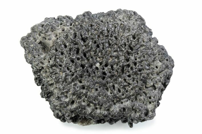 Fossil Glyptodont (Glyptotherium) Bony Armor Osteoderm - Florida #362300